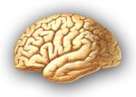 Brain